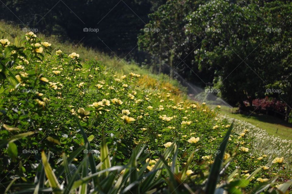 Yellow flowered garden