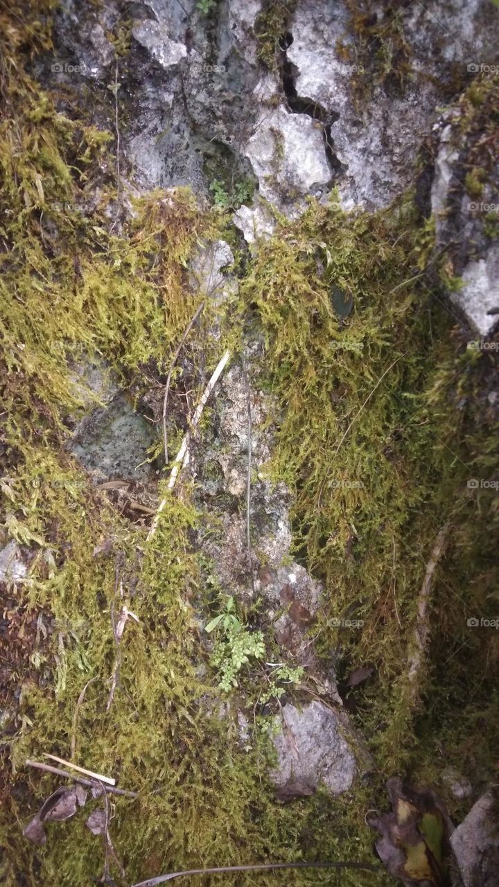 Liverworts-Cephaloziella, Grows on rock surfaces
