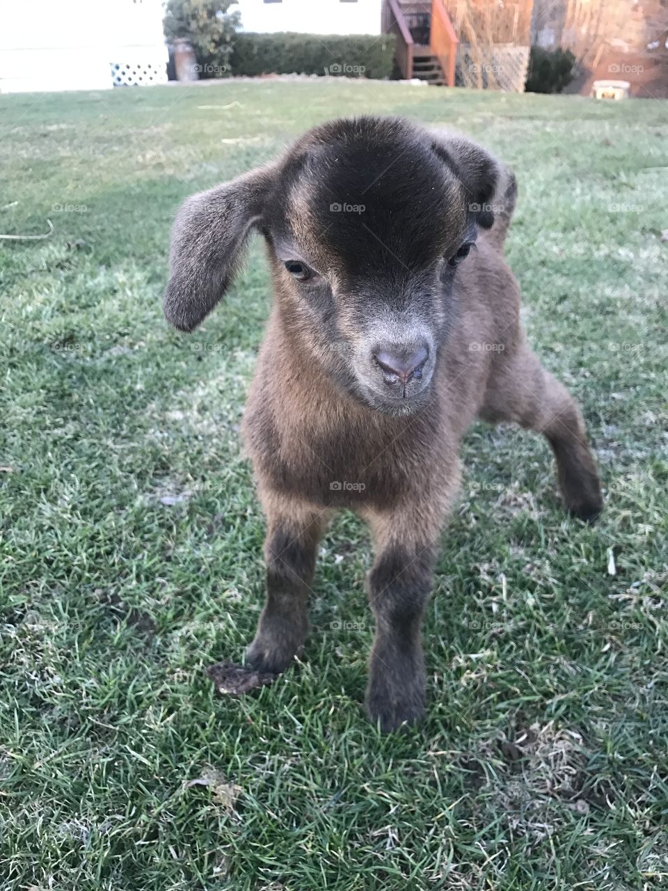 Baby Goat