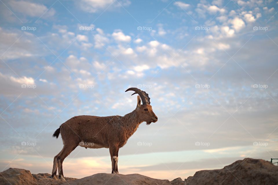 Posing in its natural habitat, the Nubian Ibex.