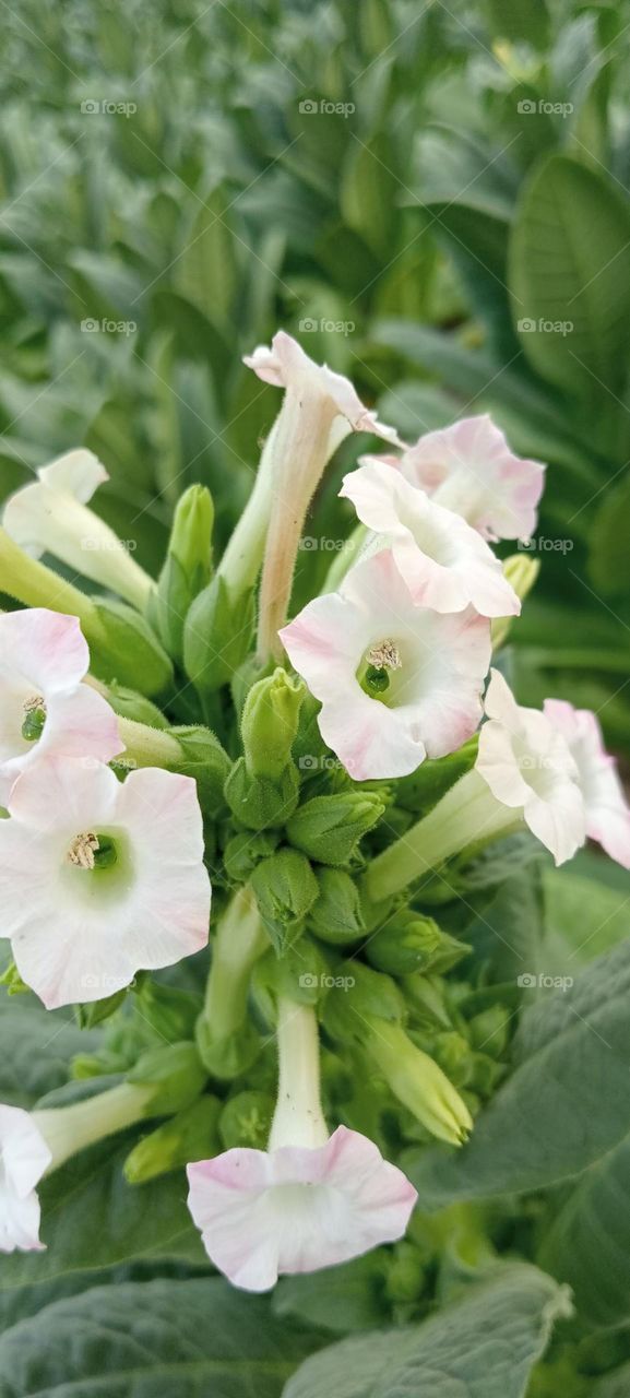 This is a tobacco flower that grows in Indonesia, Java

￼