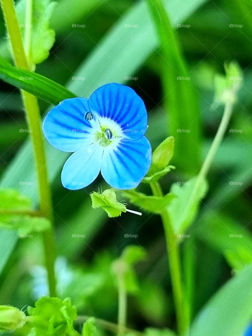 blue one