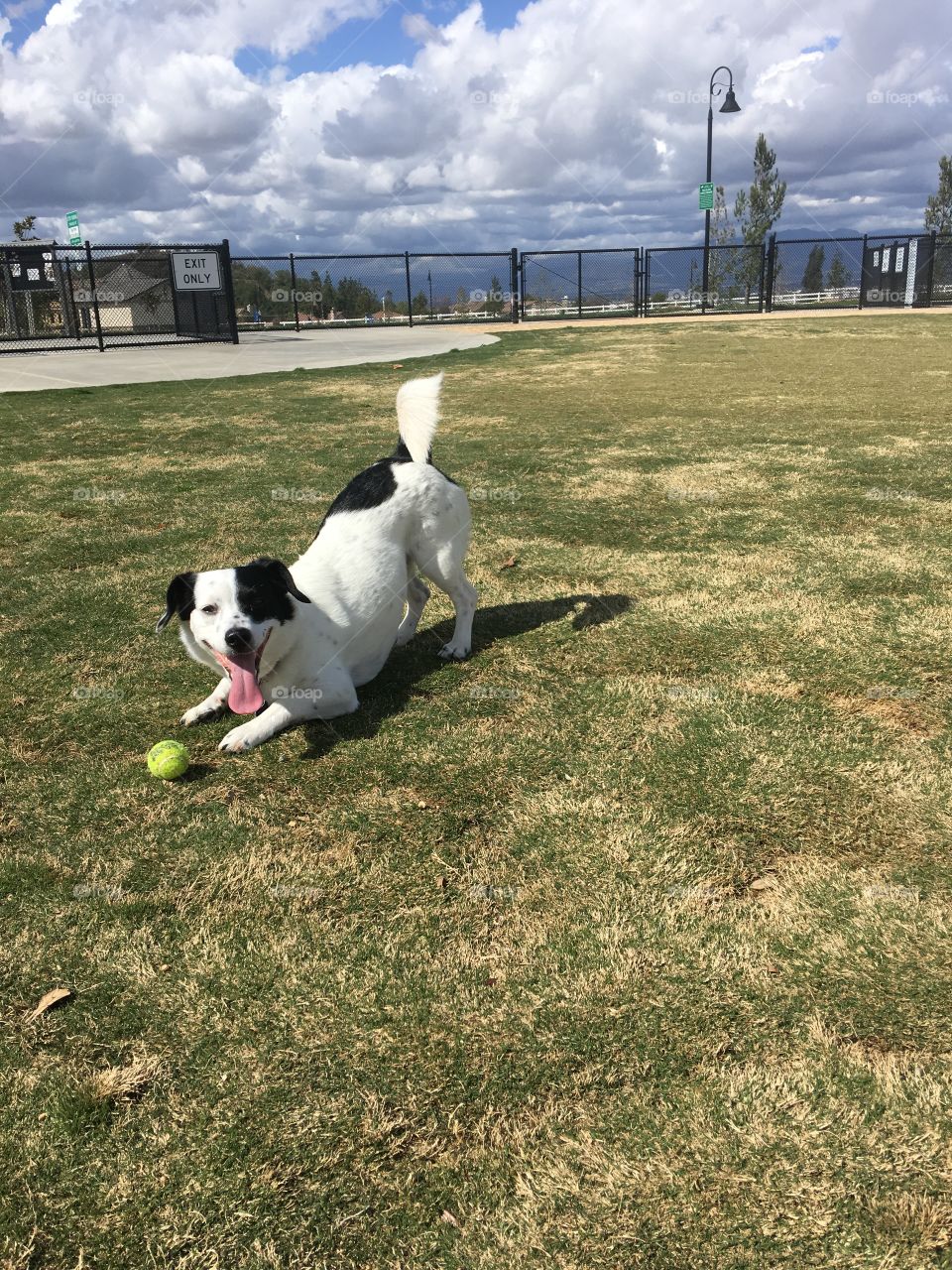 Jax the jack Russell mix playing at the dog park.