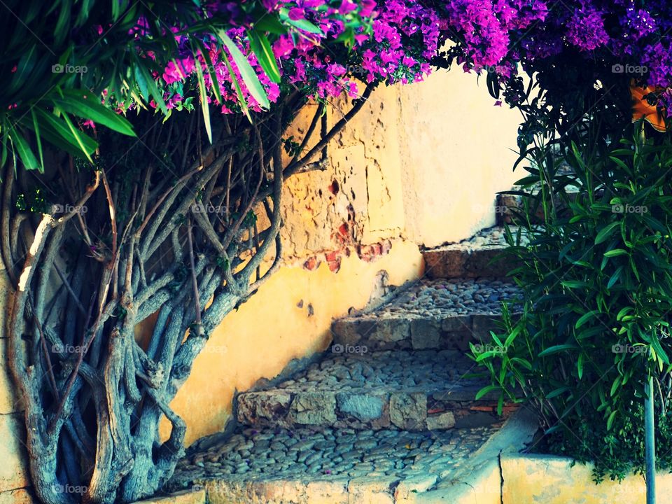 old step, wall, flowers, tree .....