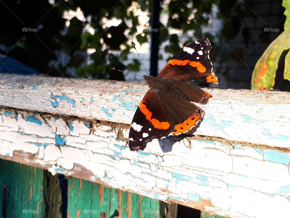 Beautiful butterfly on the old fence