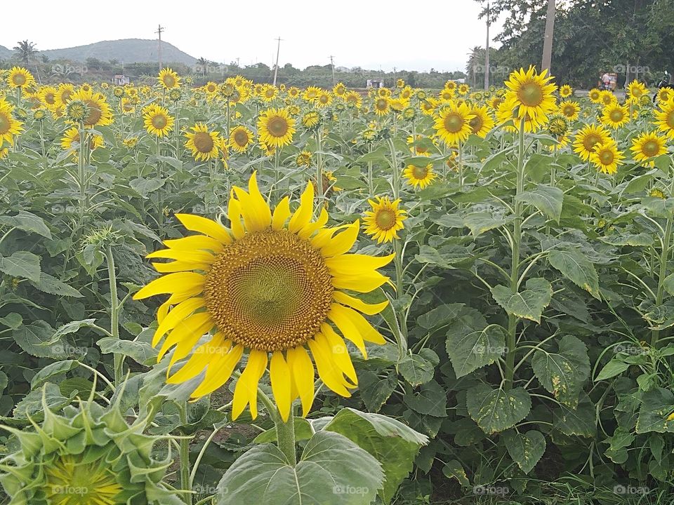 sun flower