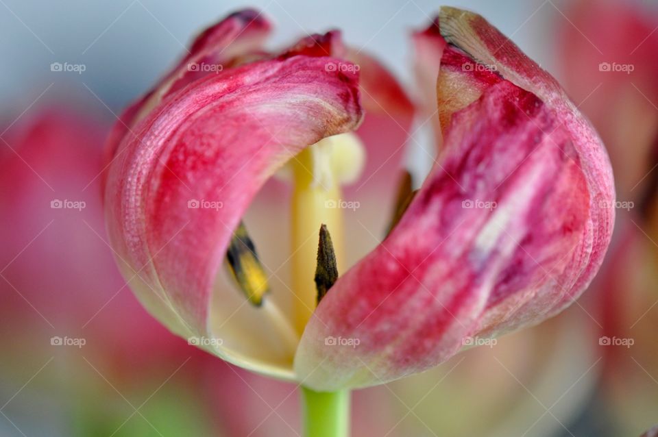 Tulip