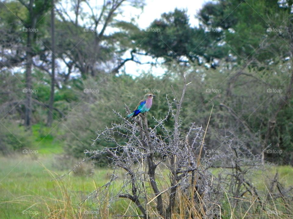 a bird in Botswana 