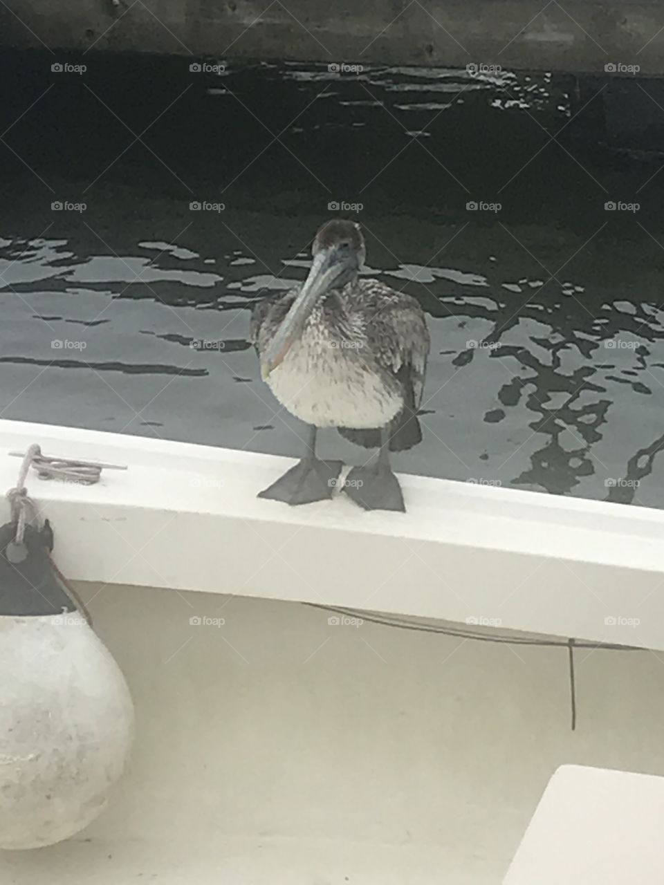 Did I invite you on my boat? 