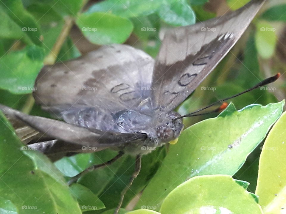butterfly sitting on leaves