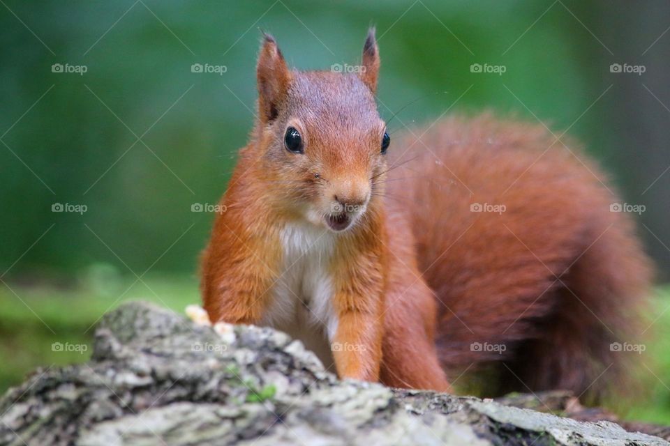 Red squirrel close up