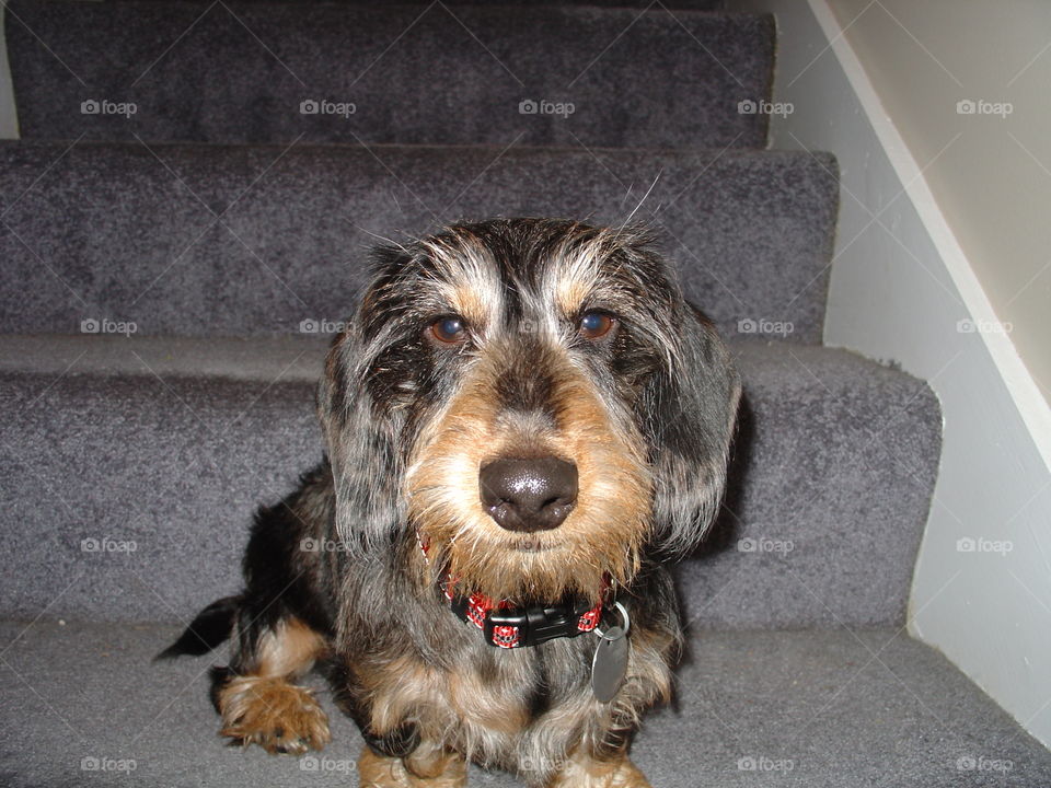 Our dapple dachshund 