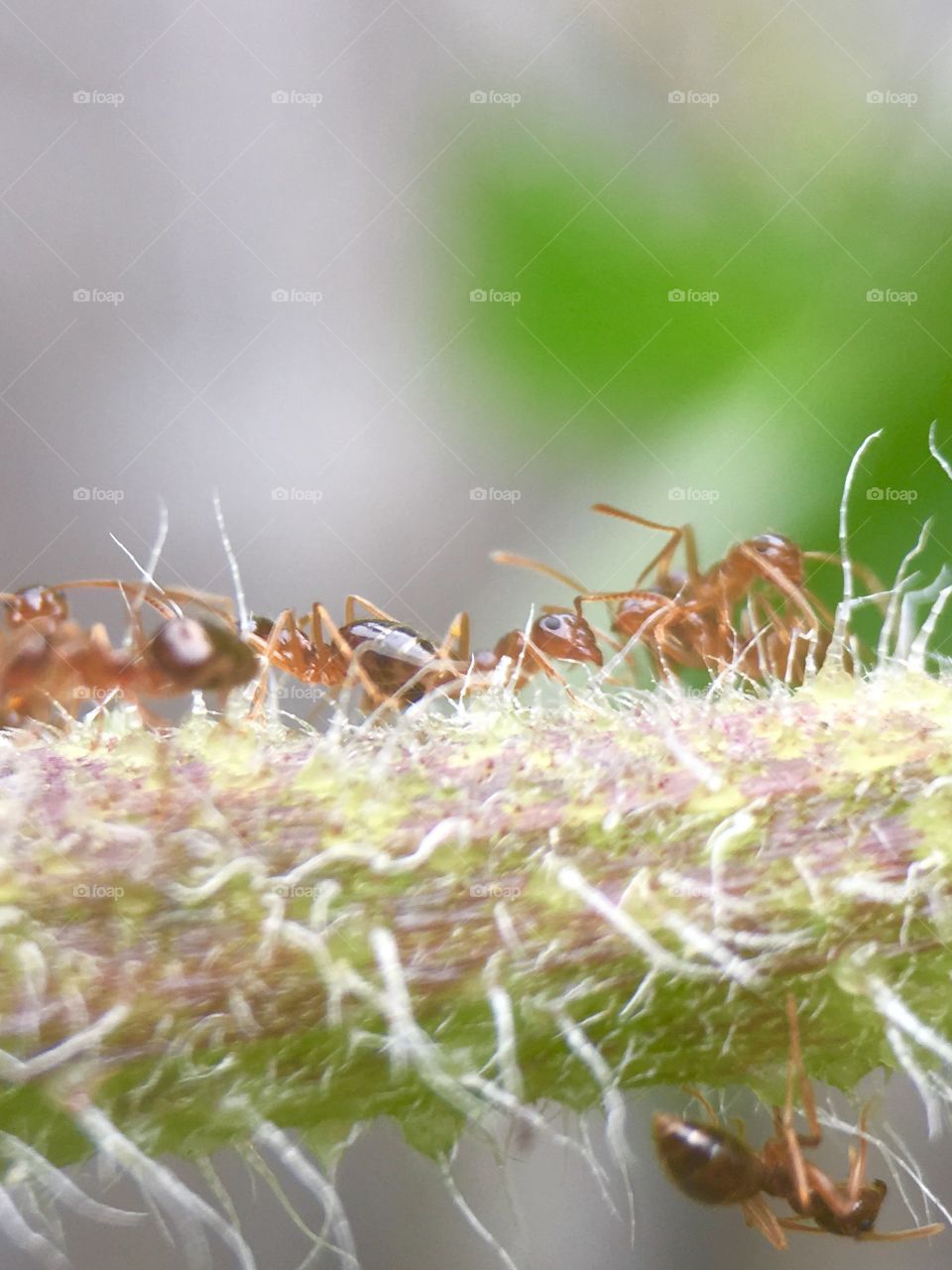 Ants working on food