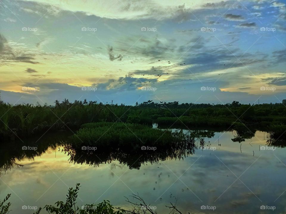 The twilight sky as the birds return to their nests is reflected in the swamp water