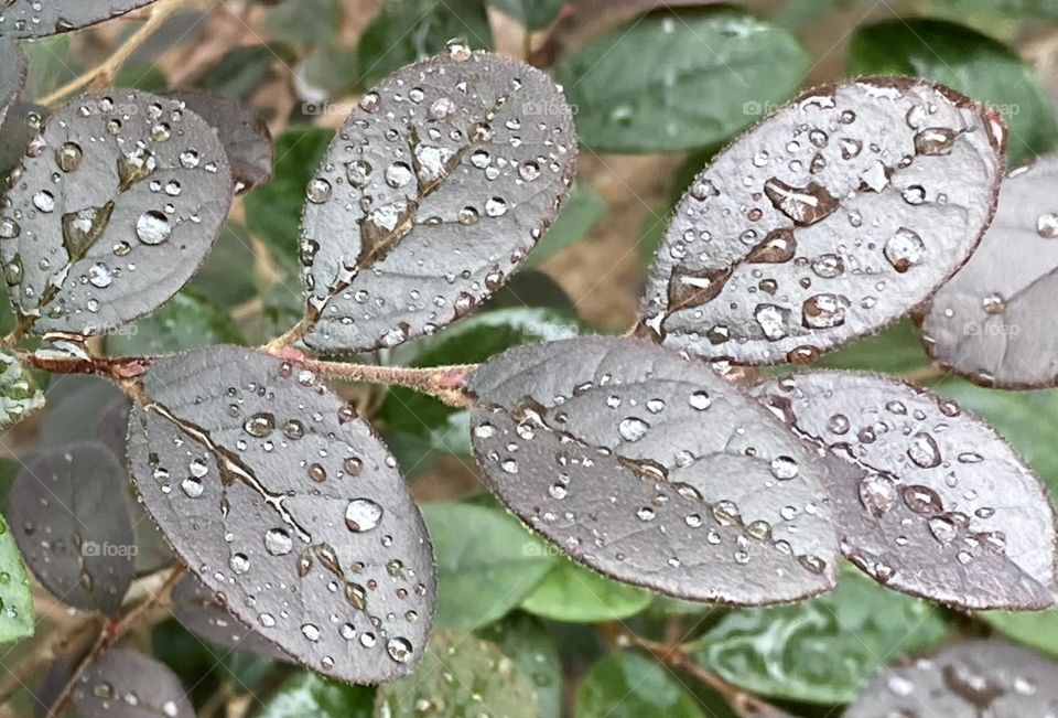 Lovely nature: After the downpour, rain water droplets on leaves