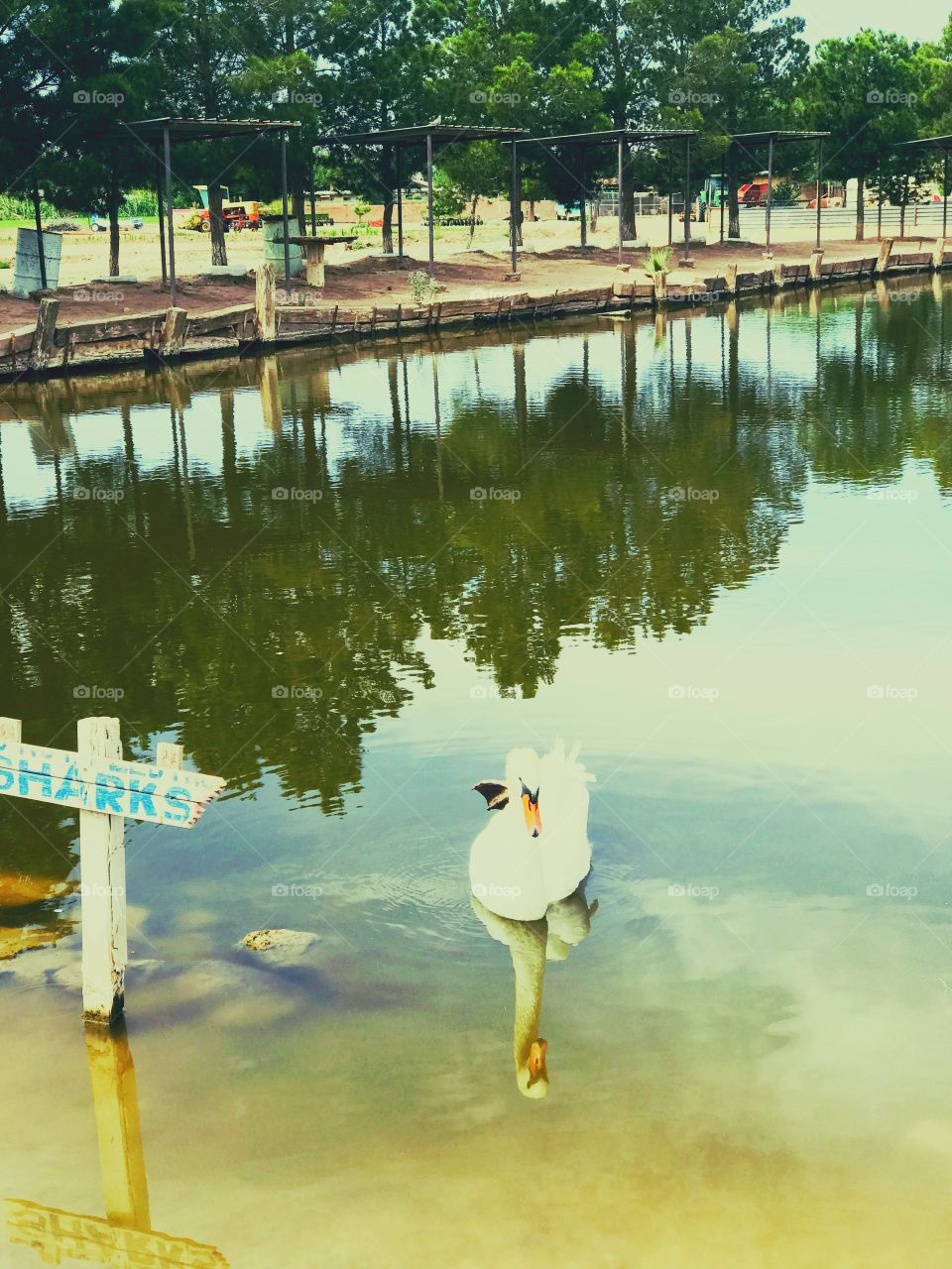 Swan in Pond