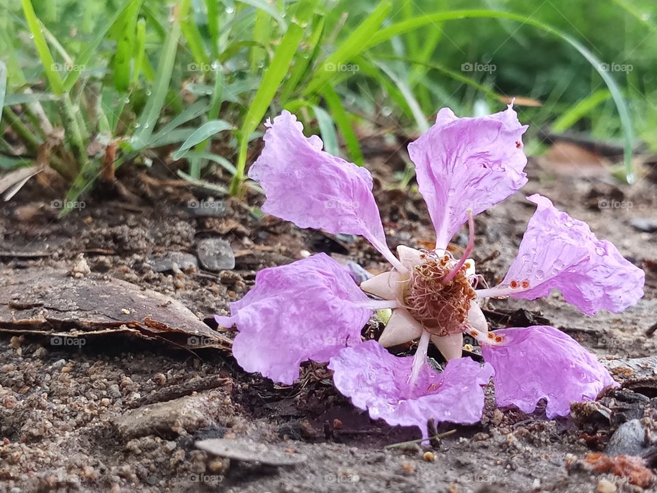 purple flower falled on the ground after the rain