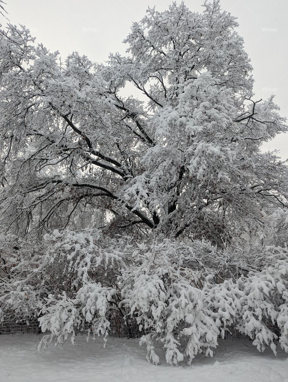 snowy tree