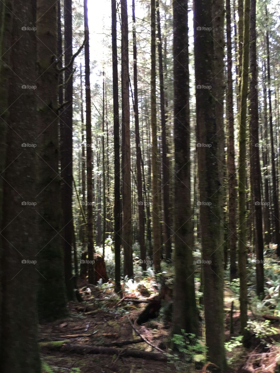 Trail through the woods to Mystic Beach