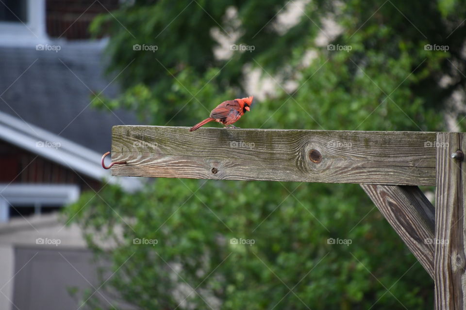 cardinal on post