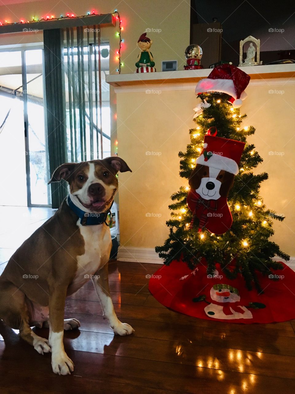 Smiling rescue red nose pitbull next to a puppy Christmas tree 