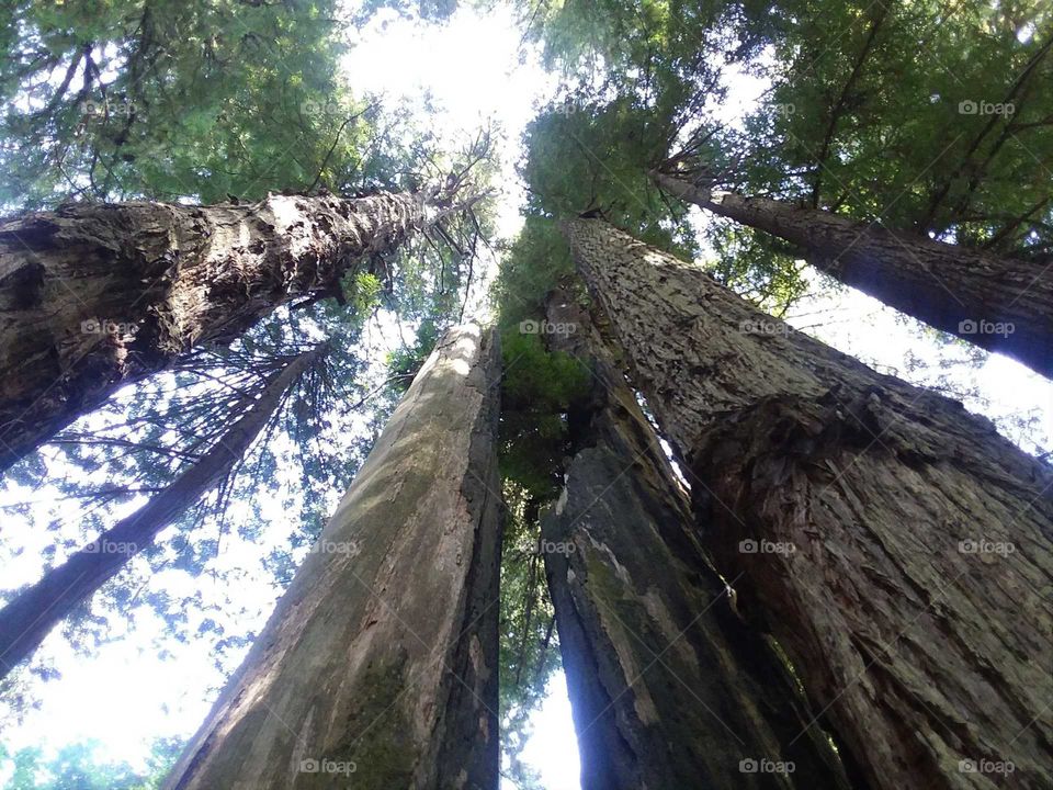 Redwood trees of California. Majestic.