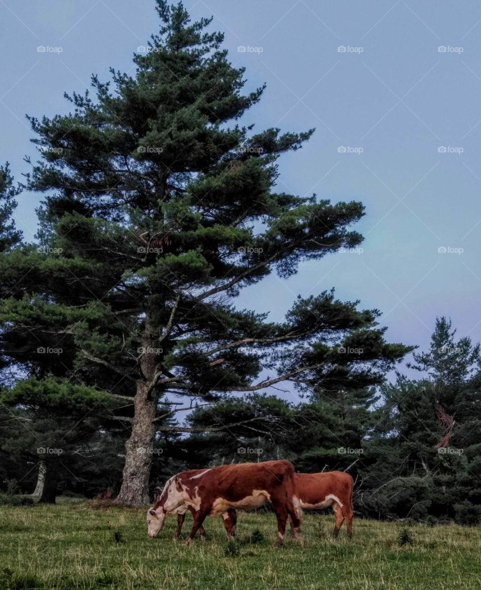 Cattle contemplating life
