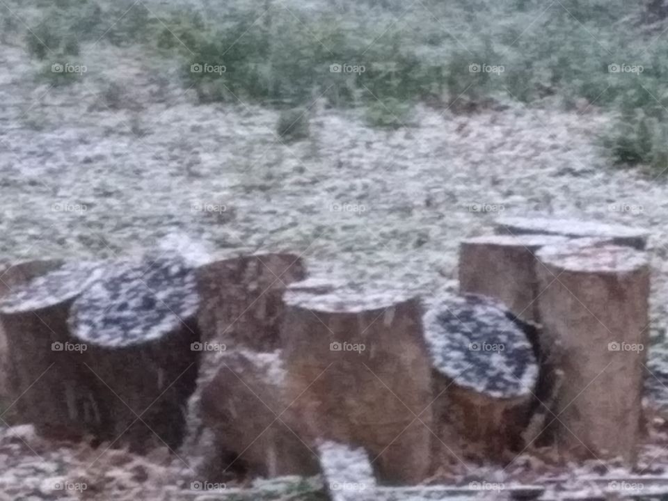 snowy stump