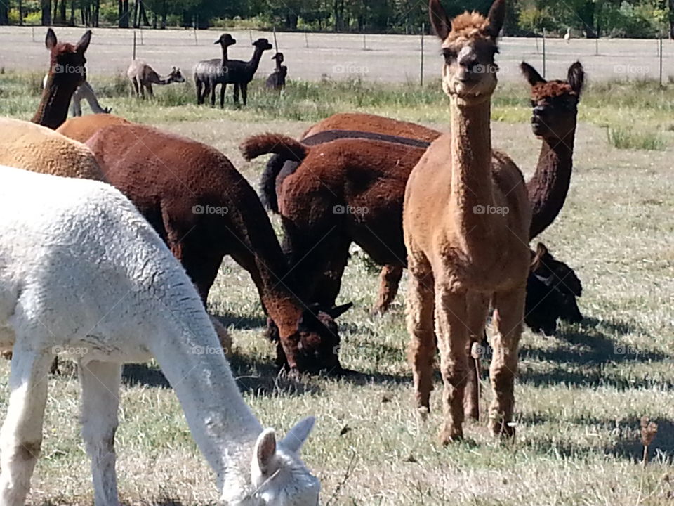 Alpaca standing on grassy field