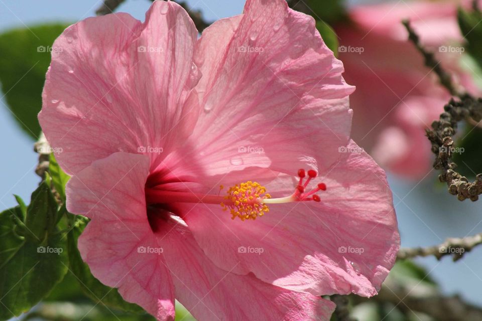 Close-up of pink hibiscus