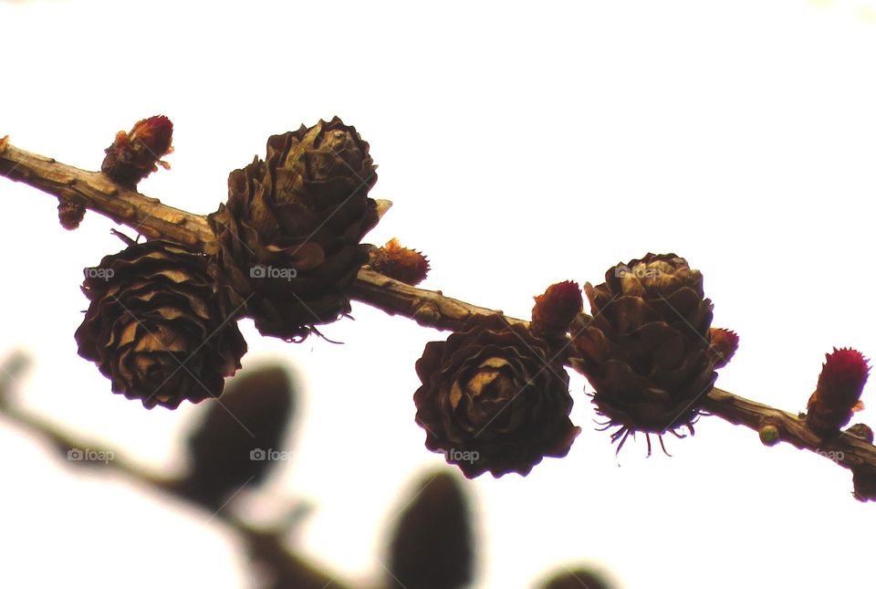 pine cones