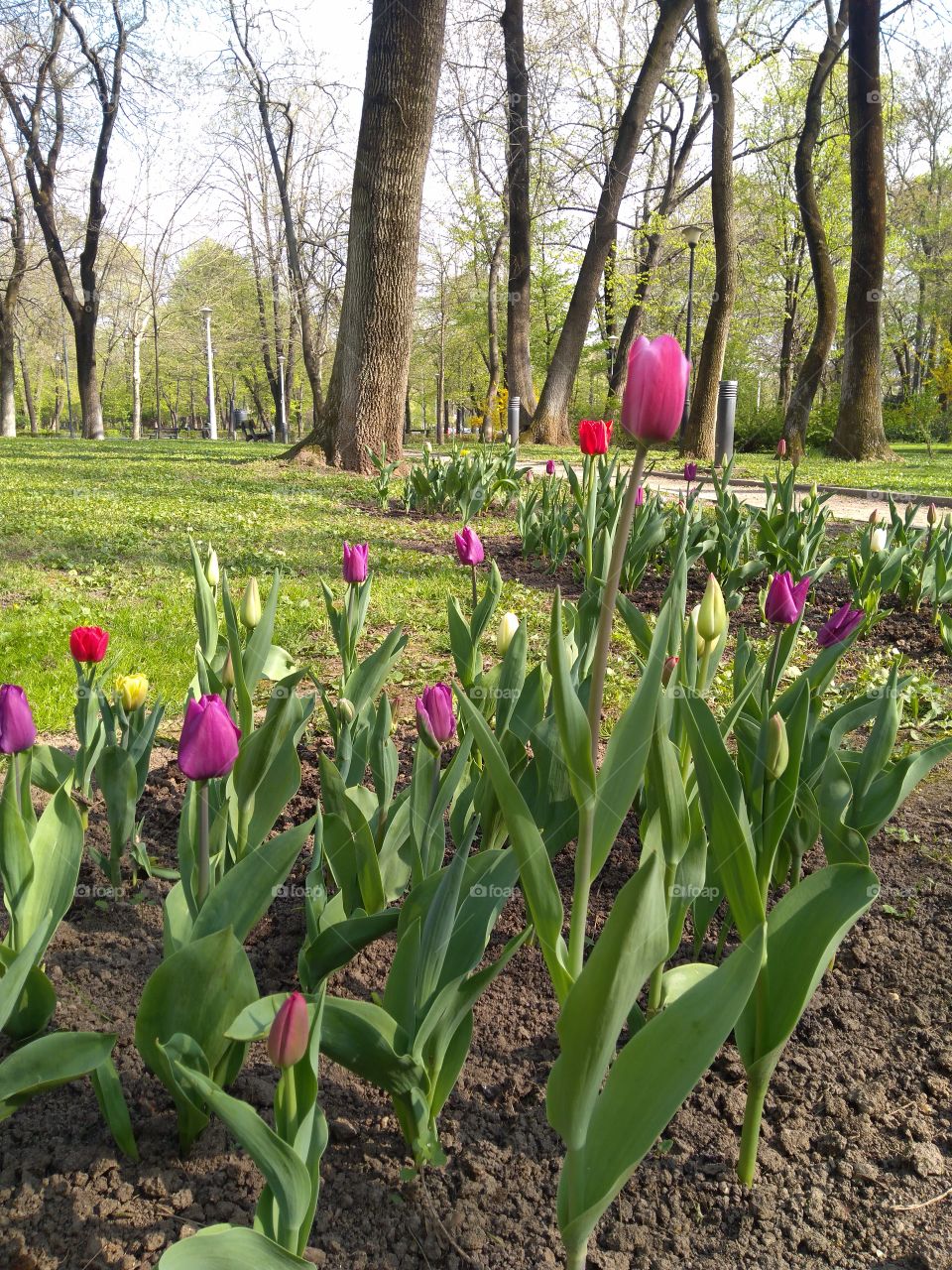Fresh flowers. Tulips