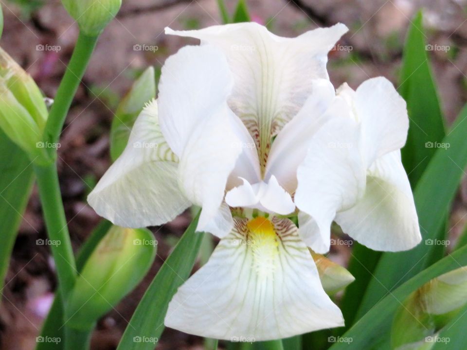 White Iris