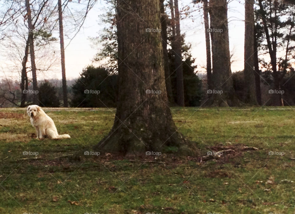 Lonely farm dog