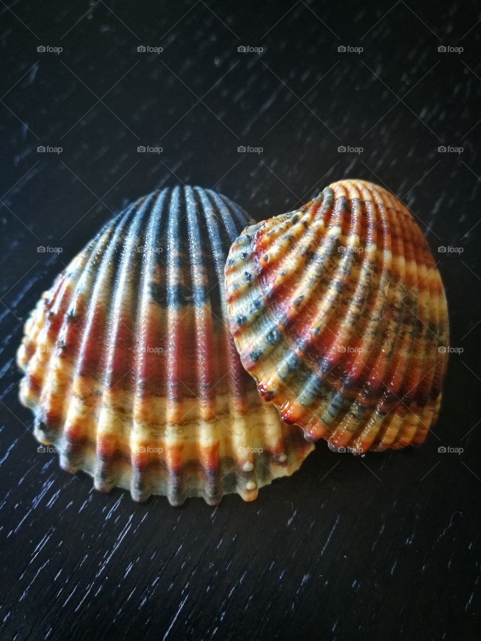 Close-up of scallop seashells on wood