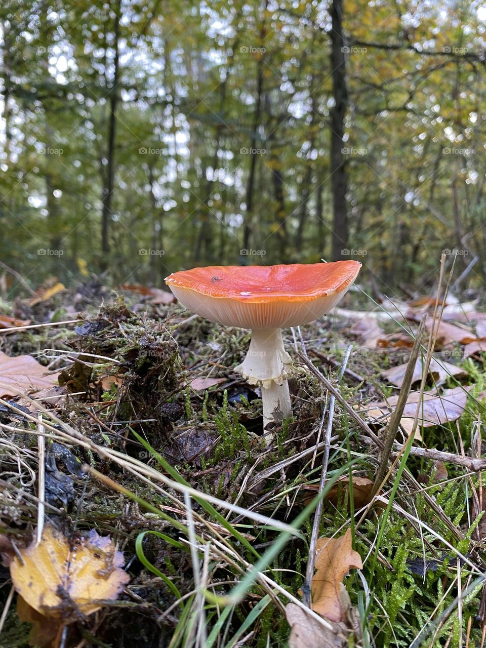 Roter Pilz im Herbstwald mitten im Laub