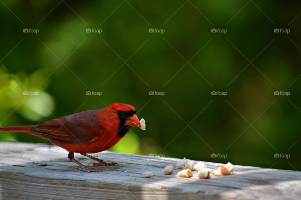 The northern cardinal is a bird in the genus Cardinalis; it is also known colloquially as the redbird, common cardinal or just cardinal