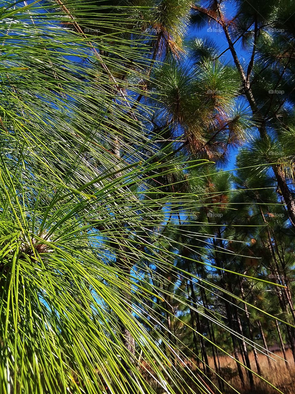 baby pine tree needles brightly colored