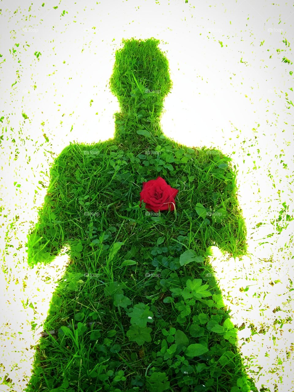 The shadow of a man on the green grass.  The blossoming red rose symbolizes the heart.