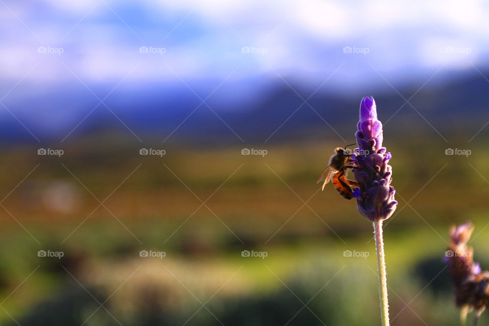 Insect on flower
