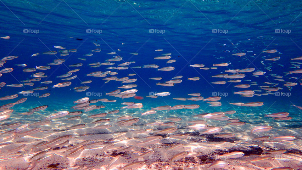 Fishes swimming in sea