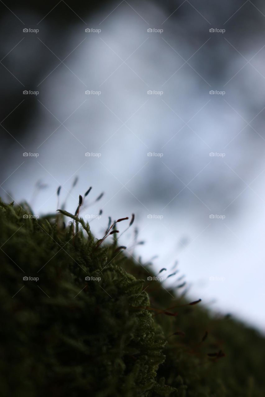 Close Up  of  Blooming  Green  Moss

Beautiful  Natural  Picture

Foap  Mission :  Macro