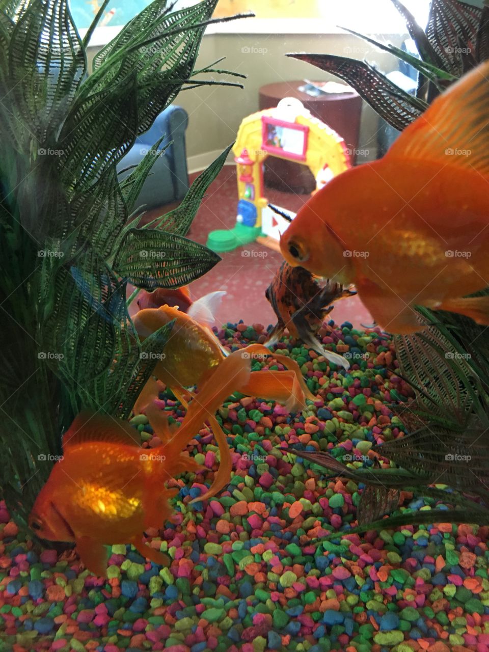 Goldfish on a mission