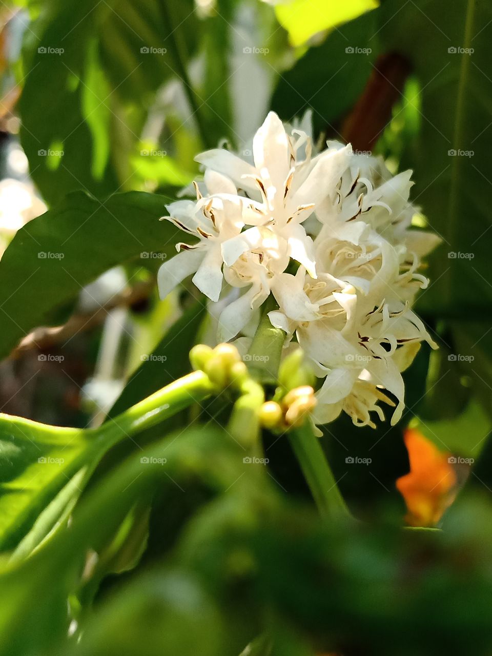 coffee flower