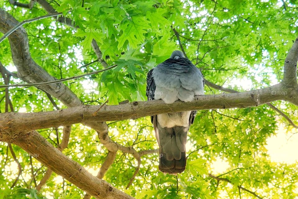 Fat bird on tree