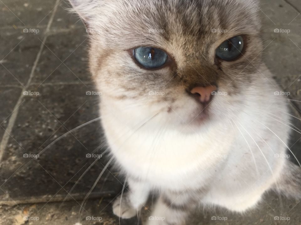 Blue eyes cat thé Netherlands 
