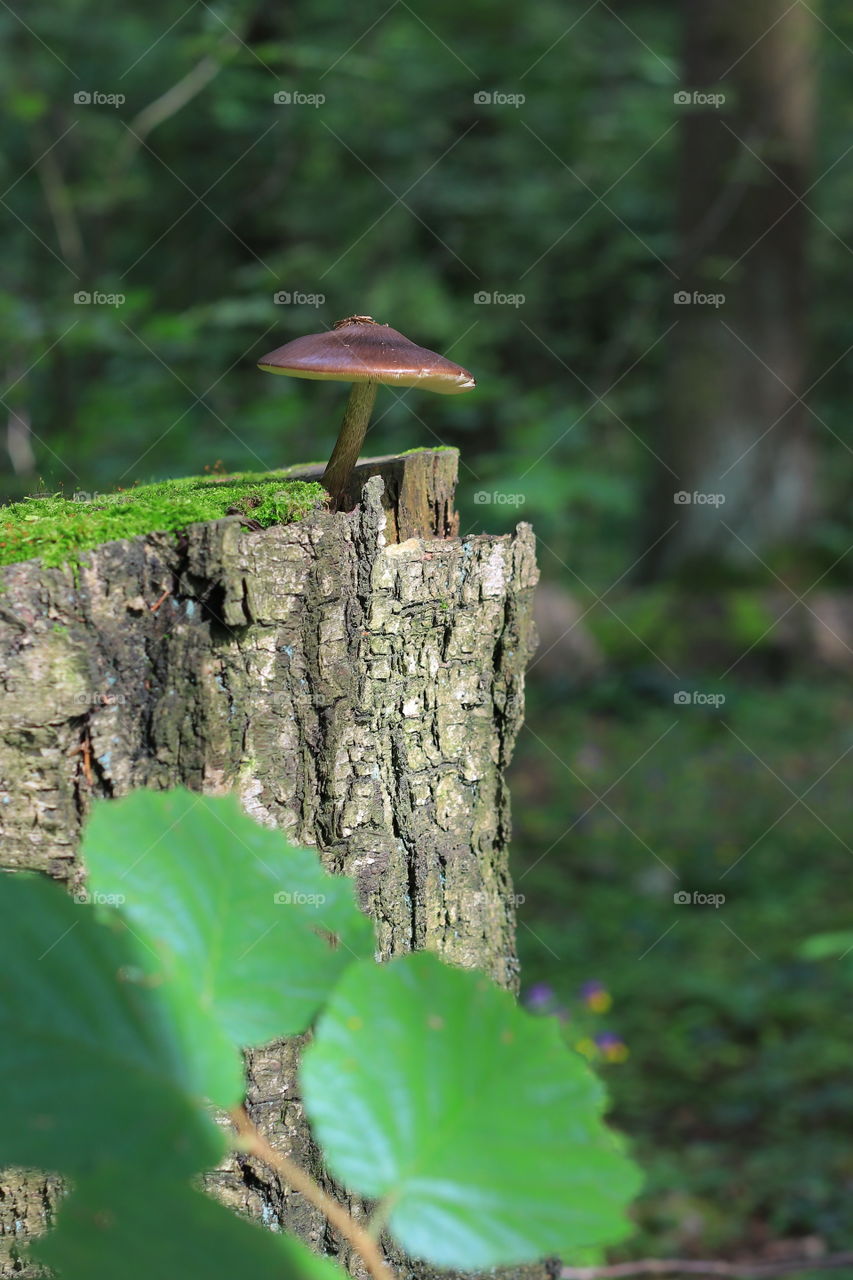 brown mushroom with an insect on a cap on the edge of a hemp with green moss