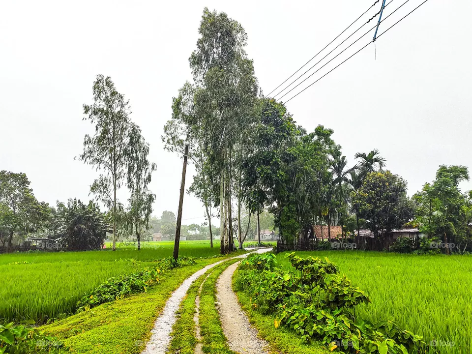 Our village road looks very beautiful.  There is green grass on both sides of the road.  The grass looks very beautiful.  There is white sky above.  These scenes look very beautiful.