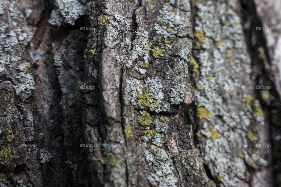 Tree texture