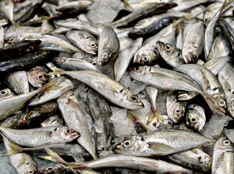 fresh sardines for consumption in Portugal